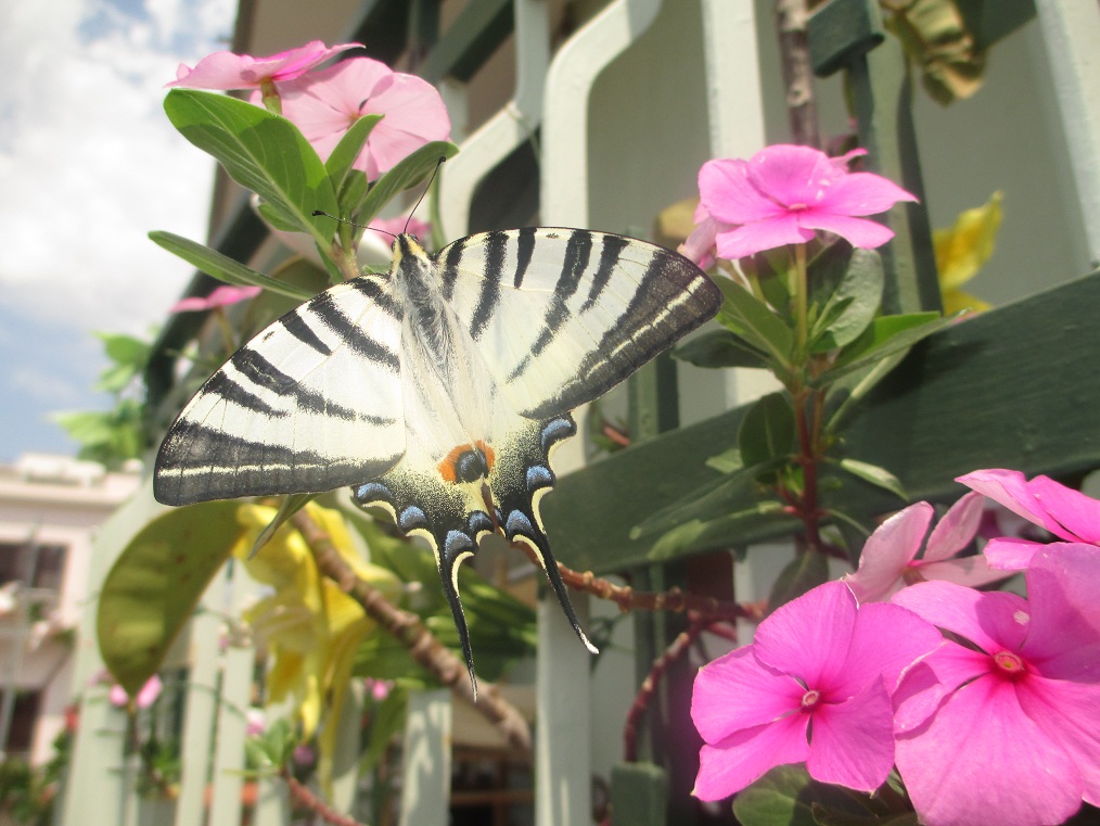 Iphiclides podalirius? - S